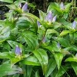 Gentiana clausa Blüte