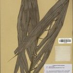 Bactris acanthocarpoides Folla