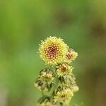 Artemisia sinanensis Flor