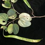 Piliostigma malabaricum 整株植物