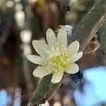 Rhipsalis floccosa Flower