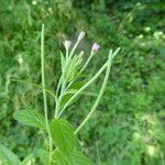 Epilobium roseum Fruchs