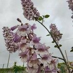 Paulownia tomentosaFloro