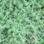 Asparagus umbellatus Leaf