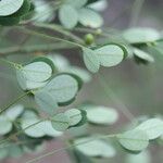 Chamaecrista hispidula Yaprak