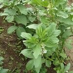 Vicia faba عادت