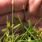 Fimbristylis schoenoides Floare