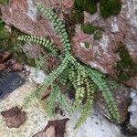 Asplenium trichomanesΦύλλο