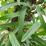 Maxillaria variabilis Blad