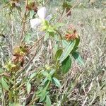 Pterolepis glomerata Blatt