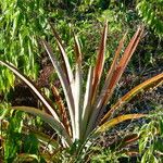 Ananas comosus Leaf