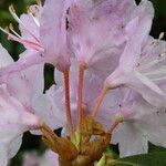 Rhododendron minus Flower