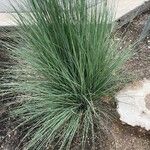 Schizachyrium scoparium Blatt