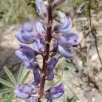 Lupinus argenteus Virág