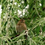 Elaeagnus angustifolia 叶