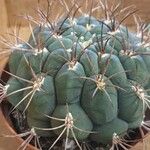 Gymnocalycium pflanzii Folha