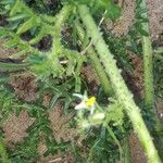 Solanum triflorum ᱮᱴᱟᱜ