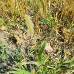 Setaria viridis 花