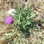 Cirsium acaulon Altro