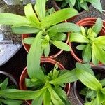 Dianthus barbatus 葉