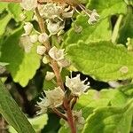Terminalia prunioides Flor