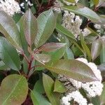 Photinia serratifoliaHoja