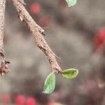 Cotoneaster horizontalis Levél