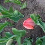 Tulipa gesnerianaFlower