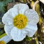 Ranunculus peltatus Λουλούδι