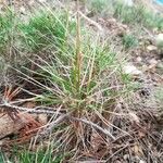 Brachypodium retusum Blad