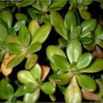 Sedum kimnachii List