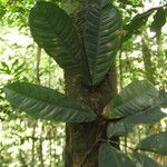 Gilbertiodendron diphyllum Leaf