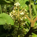 Maesa lanceolata Flower