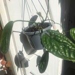 Monstera siltepecana Агульны выгляд