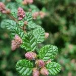 Ceanothus impressus पत्ता