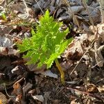 Botrychium virginianum Lapas