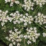 Daucus carotaFlower