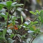 Rhododendron emarginatum Meyve