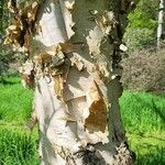 Betula costata Bark