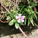 Catharanthus roseus Blomst