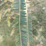 Phyllanthus emblica 葉