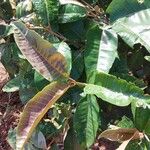 Harungana madagascariensis Hoja