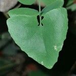 Persicaria perfoliata पत्ता