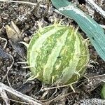 Cucumis myriocarpus फल