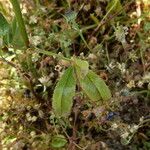 Trifolium vesiculosum Leaf