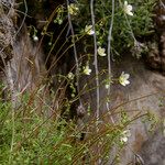 Saxifraga aspera Flower