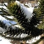 Araucaria araucana Blatt