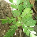 Phyllanthus amarus Frunză