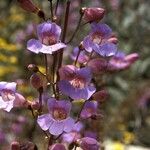 Penstemon linarioides Flor