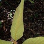 Castilla tunu Leaf